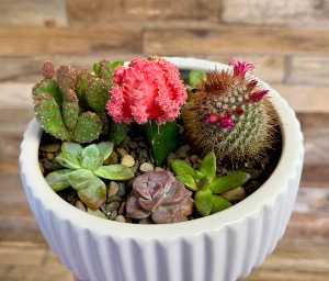 8" Cactus Succulent Garden 