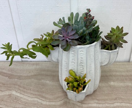 Cactus Succulent Planter 