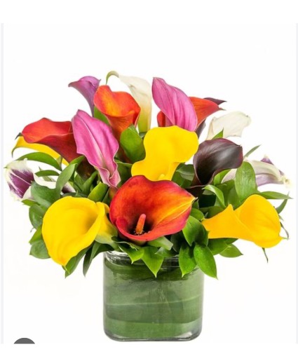 Cala lily colorful mix 