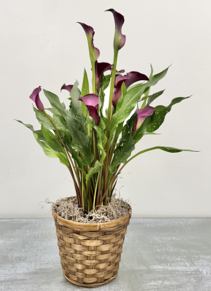 Cala Lily Plant