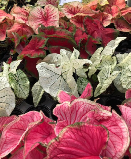Caladium Greenhouse