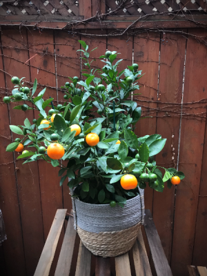 bonsai tree willow Willow Oak Bonsai Tree – Bella Bonsai Nursery main image 1
