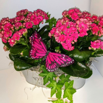 Calandiva Butterfly Tin Blooming Plants