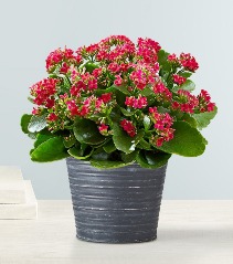 Calandiva  Blooming Plant