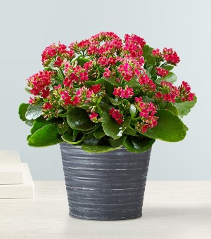 Calandiva Blooming Plant in Chatham, NJ - SUNNYWOODS FLORIST