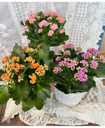 Calandiva or Kalanchoe Plant Houseplant