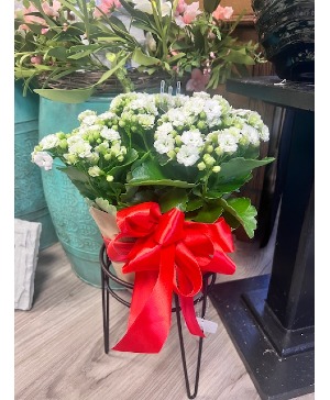 Blooming Calandiva Plant White