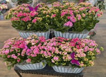 Calandiva Planters Blooming Plants