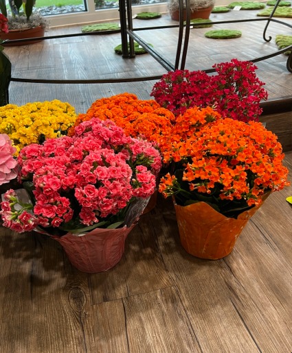 Indoor Blooming Plant Designer's Choice in Rapid City, SD - Flowers By LeRoy