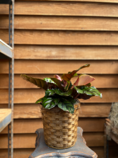 Calathea (6 inch) 