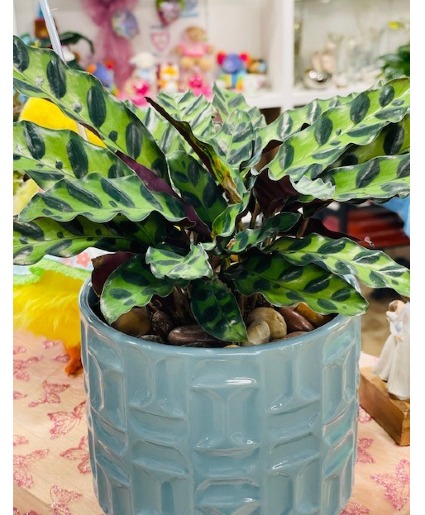 Calathea 