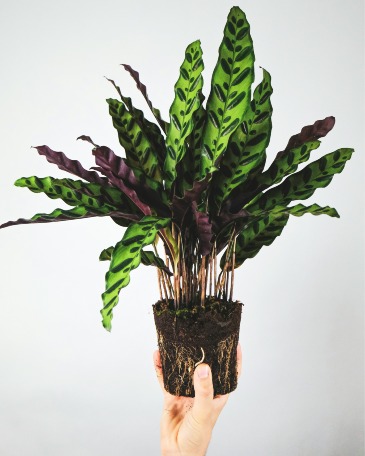 Calathea   in Jacksboro, TX | AMBROSE FLORAL DESIGNS