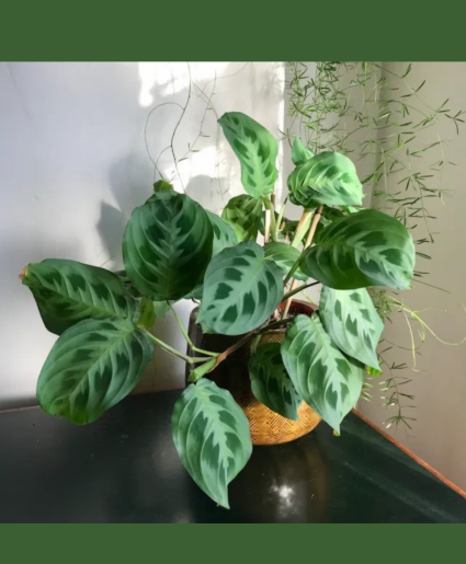 Calathea Maranta 6" 