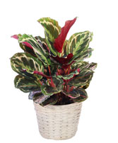 Calathea Medallion House Plant