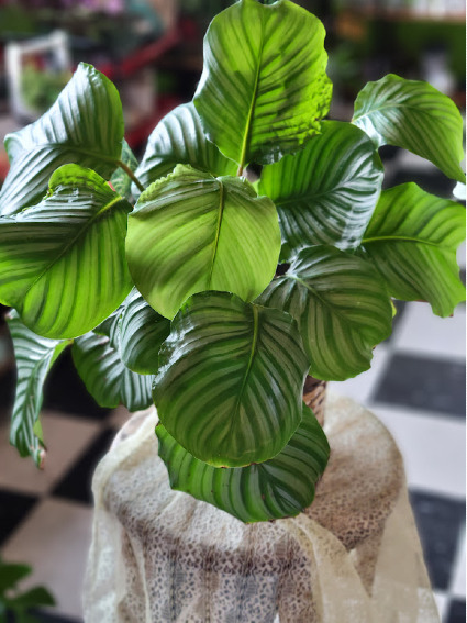 Calathea Orbifolia Green Plant