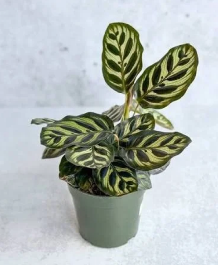 Calathea Peacock 6" Plant