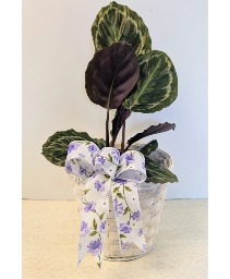 SOLD  Calathea Plant NFS-P123   