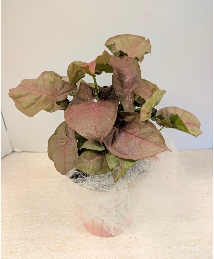 Arrowhead Plant NFS-P123   