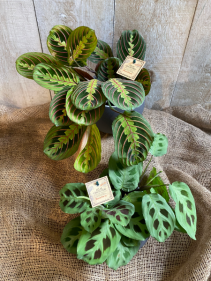 Prayer Plants assorted varieties