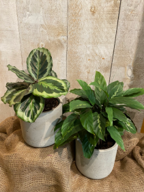 Calathea 5" plant