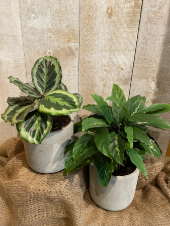 Calathea 5" plant