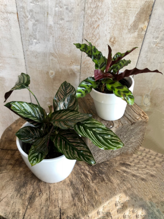 Assorted Calathea 5" diameter 