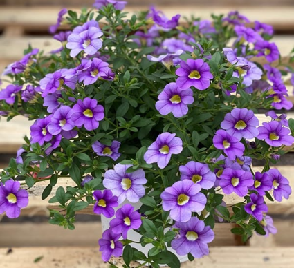 Petunia Hanging Basket