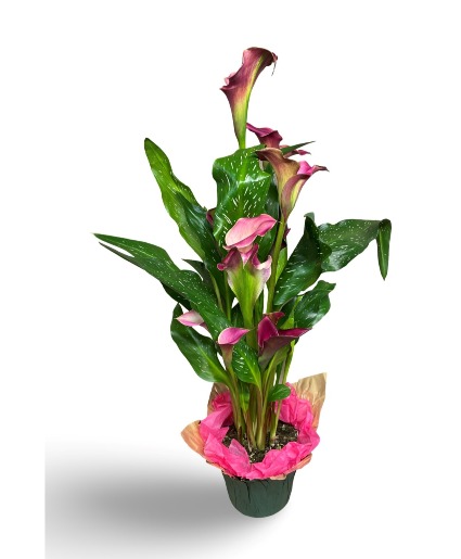 Calla Crazy - V-day 2025 Special Offer Plant