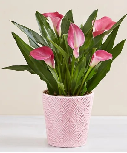 Calla Lilly Live Plant