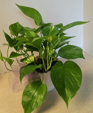 SOLD Potho Plant  NFS-P140