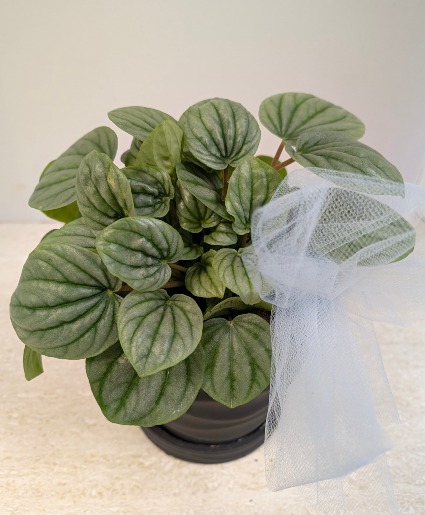 4" Peperomia Plant NFS-P140