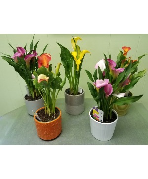 Calla Lily Blooming Plant