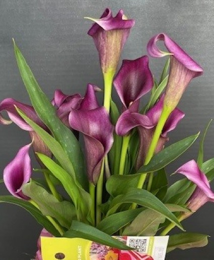 Calla Lily Bulb Blooming Plant