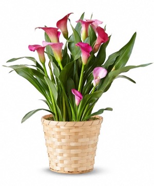Calla Lily **Color May Vary**