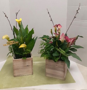 Calla Lily Garden 