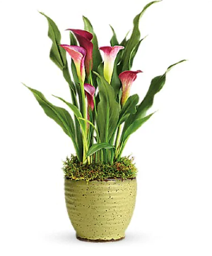 Calla Lily Plant 