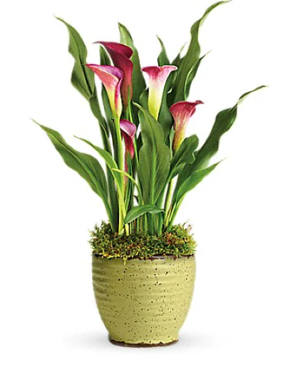 Calla Lily Plant 