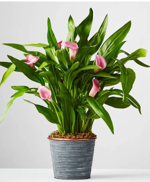 Calla Lily Plant