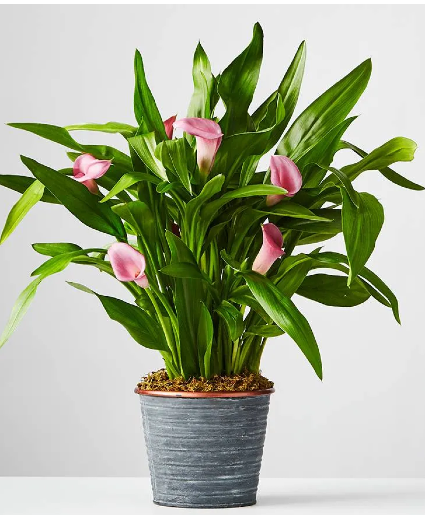 Calla Lily Plant