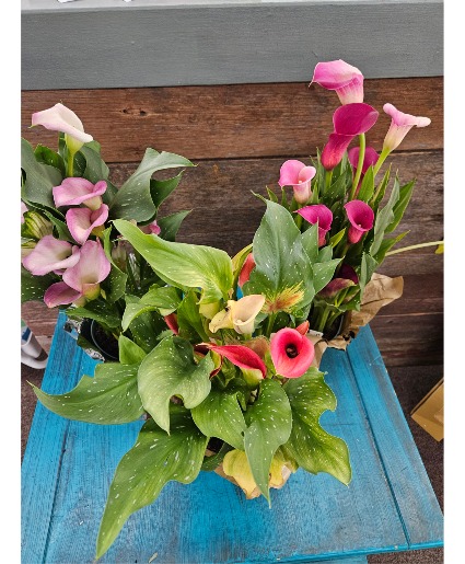 Calla Lily Plant