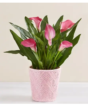 Calla Lily Plant 