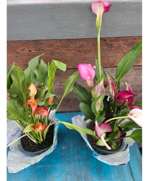 Calla Lily Plant