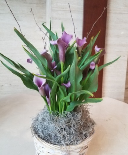 Calla Lily Plant Basket 