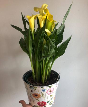Calla Lily Plant  (Colour Varies)