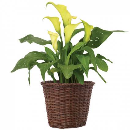 CALLA LILY PLANT Plant