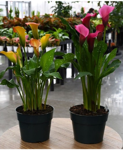 Calla lily Plant Plant