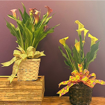Calla Lily Blooming Plant