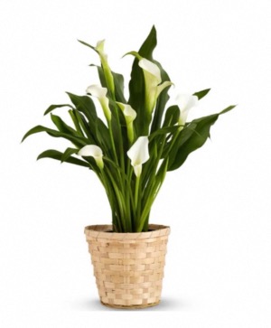 Calla Lily White  Blooming Plant
