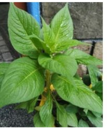 Callaloo seeds  in Lehigh Acres, FL | WESTMINSTER FLORIST