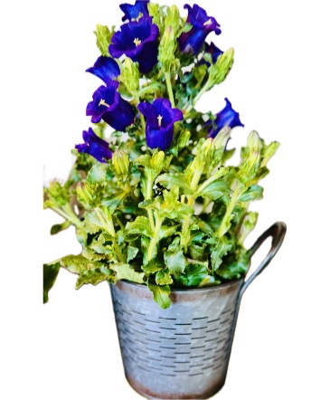 Campanula Everlasting Love Flowering Plant in Coleman, WI | COLEMAN FLORAL & GREENHOUSES